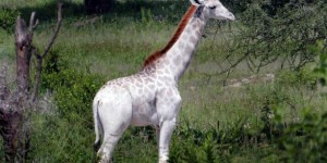 Tanzanie : une rarissime girafe blanche repérée dans un parc national