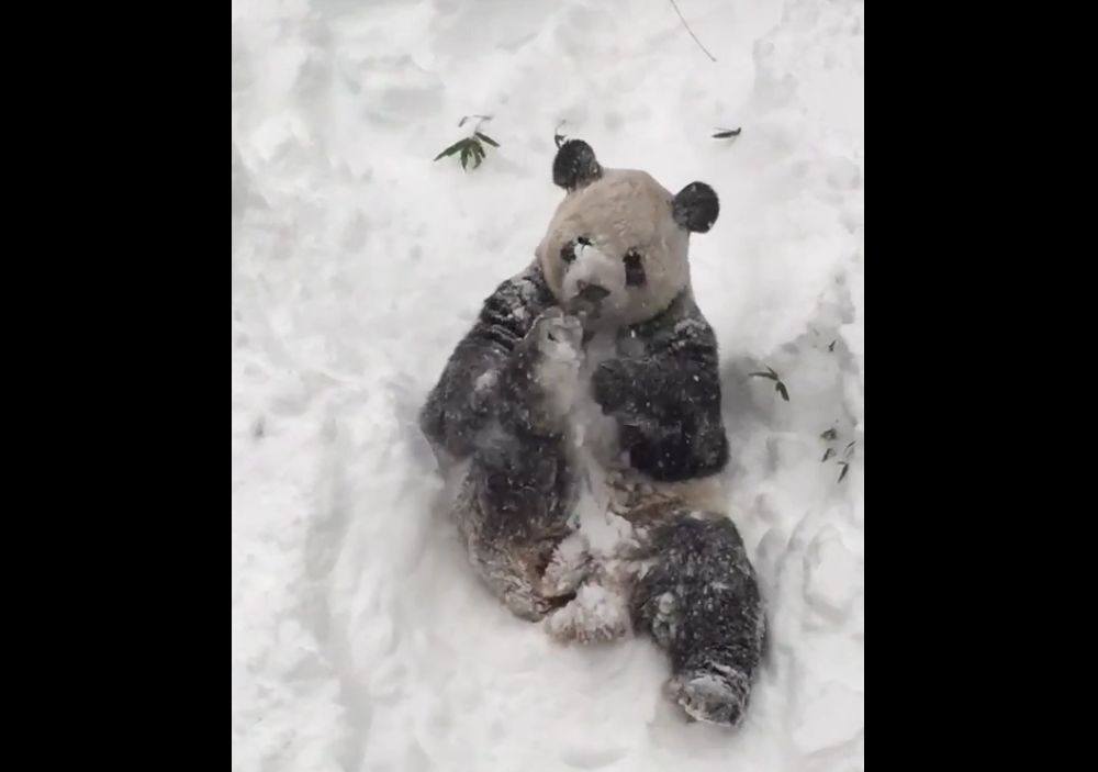 VIDEO. Le panda géant du zoo de Washington savoure la neige