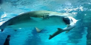 VIDEO. Séoul : un requin avale un de ses congénères dans un aquarium 