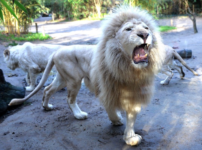 Canada : un lion blanc échappé d'un zoo est abattu