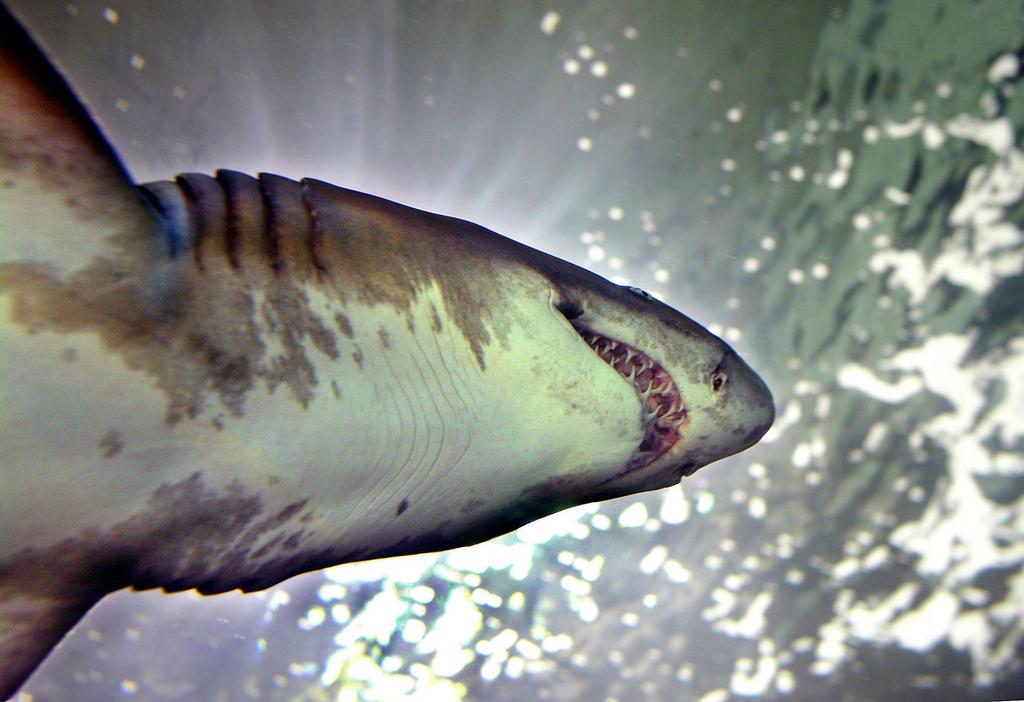 Nouvelle-Calédonie : un kitesurfeur mordu par un requin 
