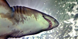 Nouvelle-Calédonie : un kitesurfeur mordu par un requin 
