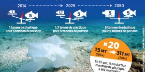 Pollution : les plastiques nuisent aux huîtres