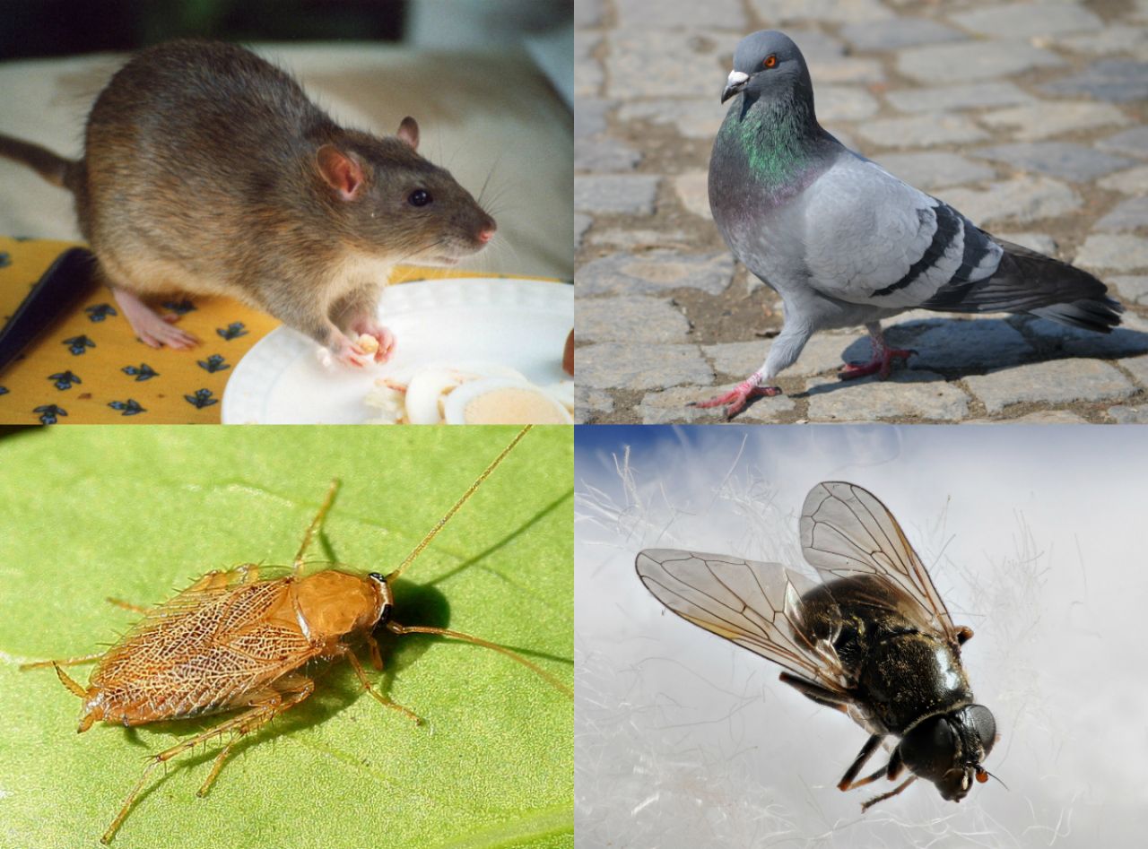 Rats, blattes, pigeons : à quoi servent ces animaux indésirables ?