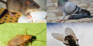 Rats, blattes, pigeons : à quoi servent ces animaux indésirables ?