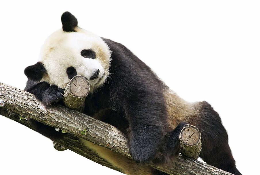 Bientôt un petit panda au zoo de Beauval ?