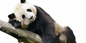Bientôt un petit panda au zoo de Beauval ?