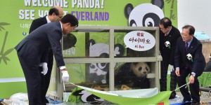 Corée du Sud : arrivée de deux pandas géants offerts par la Chine