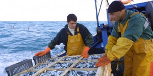 Environnement : pourquoi les sardines rétrécissent en Méditerrannée