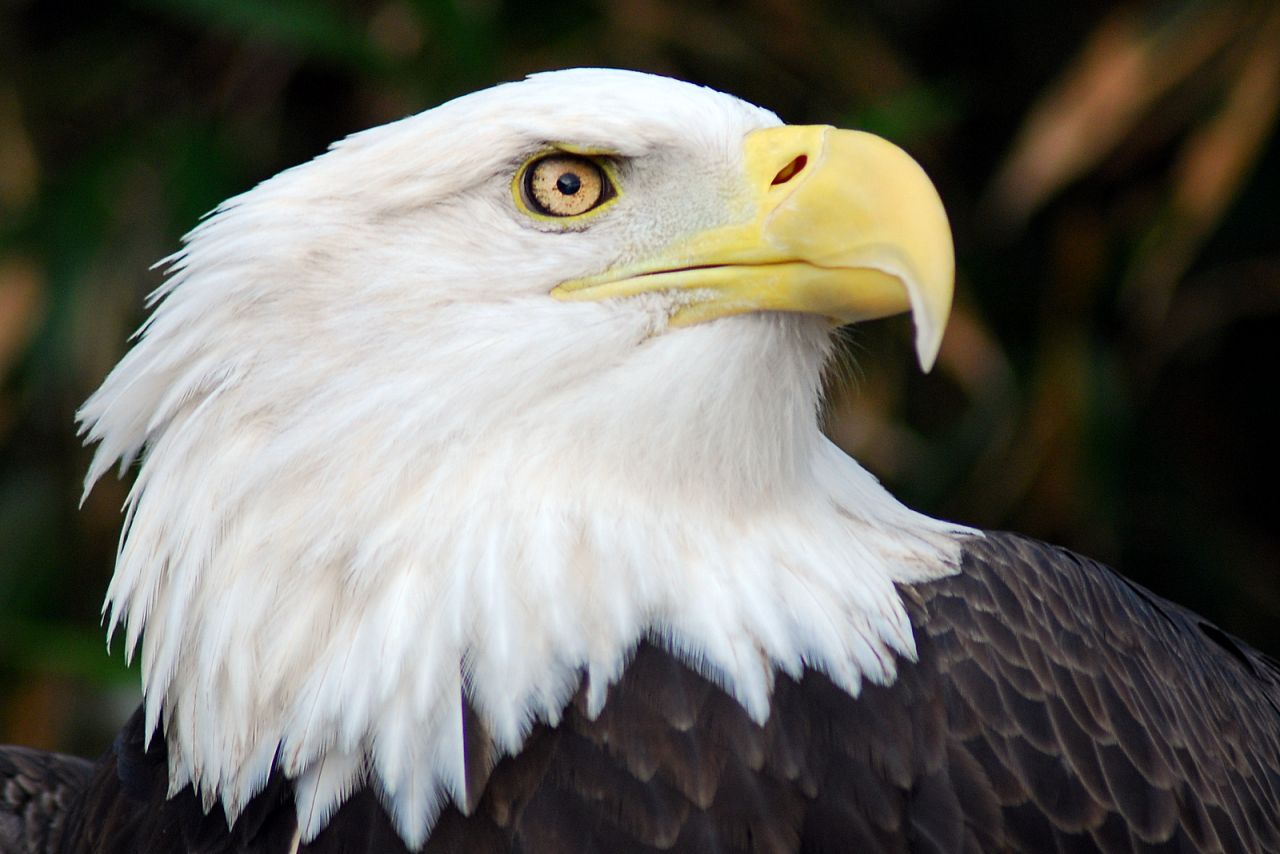 États-Unis : des aigles à tête blanche meurent mystérieusement