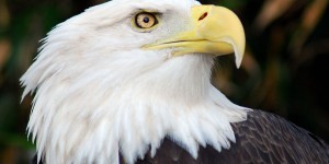 États-Unis : des aigles à tête blanche meurent mystérieusement