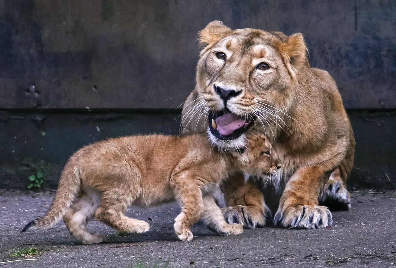 EN IMAGES. Trois lionceaux d'Asie découvrent le grand air en Belgique