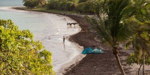 EN IMAGES. Les sargasses, fléau des plages de Guadeloupe