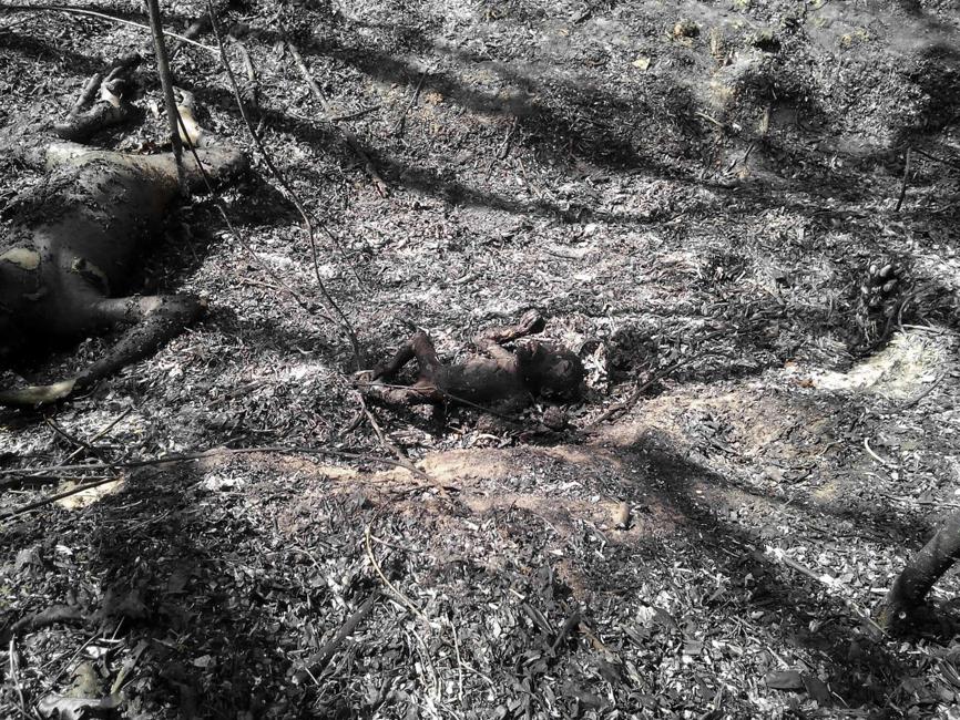 Indonésie : trois orang-outans piégés dans un incendie volontaire