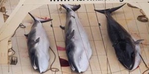 Les Japonais tuent 333 baleines dont 200 femelles enceintes