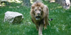 Kenya : un lion du parc national de Nairobi abattu après avoir blessé un homme