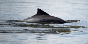 Une quarantaine de dauphins échoués sur les côtes françaises