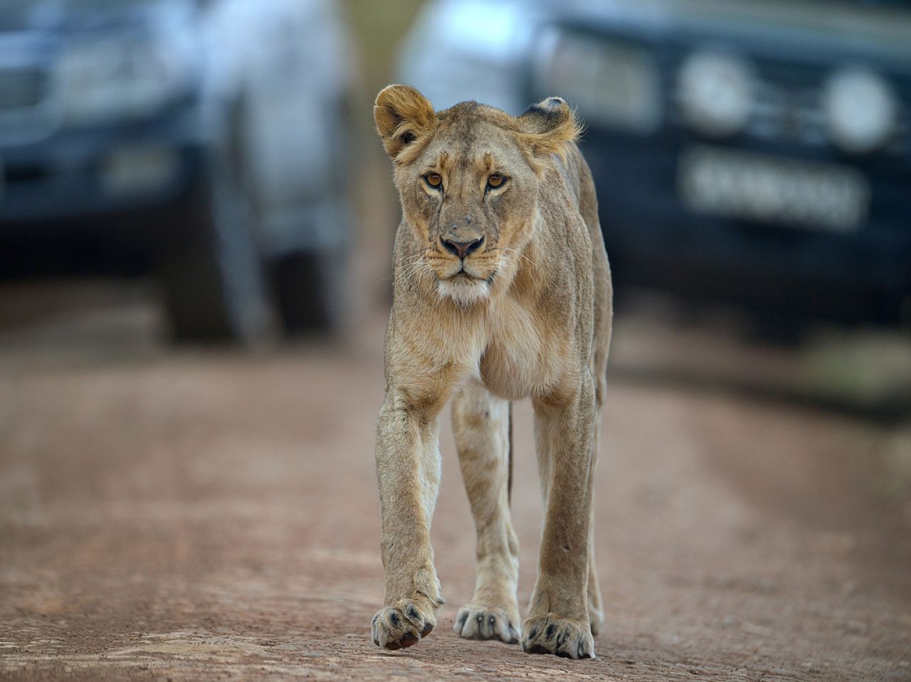 VIDEO. Kenya : un lion échappé du parc national de Nairobi blesse un passant