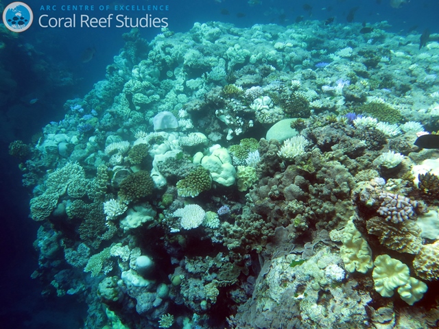 Australie : les eaux se réchauffent, les coraux blanchissent