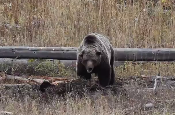 Etats-Unis : le grizzly Scarface abattu par un chasseur au Yellowstone