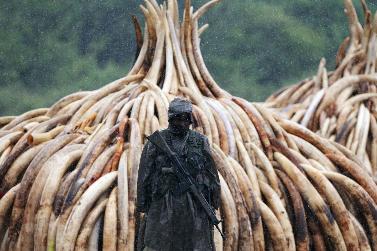 EN IMAGES. Kenya : 105 tonnes d'ivoire vont partir en fumée