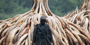 EN IMAGES. Kenya : 105 tonnes d'ivoire vont partir en fumée