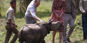 Inde: un rhinocéros tué par des braconniers dans le parc visité par William et Kate