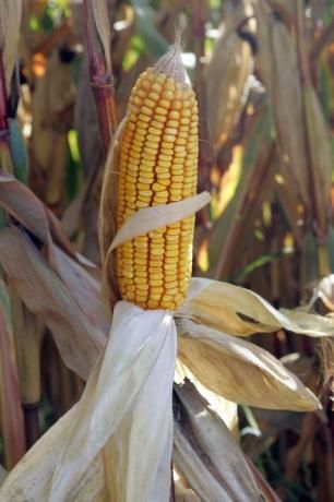 OGM : le Conseil d'État annule l'interdiction du maïs MON810 de Monsanto