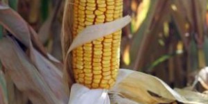 OGM : le Conseil d'État annule l'interdiction du maïs MON810 de Monsanto