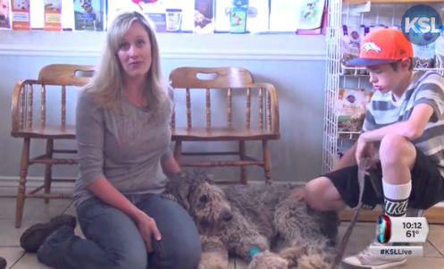 VIDEO. Etats-Unis : le sauvetage miracle du chien Toby, tombé d'une falaise