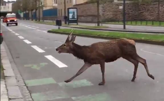 VIDEO. Ille-et-Vilaine : course folle d'un cerf dans les rues de Rennes