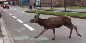 VIDEO. Ille-et-Vilaine : course folle d'un cerf dans les rues de Rennes