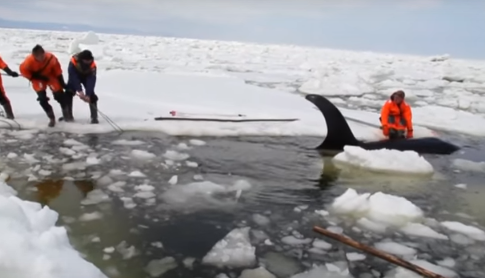 VIDEOS. Quatre orques libérés de leur prison de glace par des sauveteurs russes