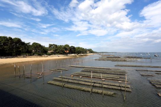 Bassin d'Arcachon : alerte aux moules toxiques du Banc d'Arguin
