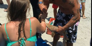 Floride : un requin s'accroche au bras d'une nageuse jusqu'à l'hôpital
