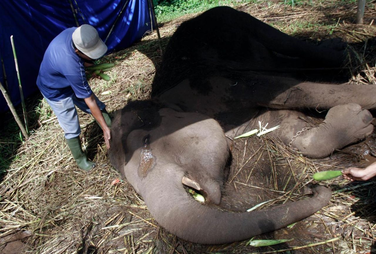 Indonésie : décès d'un éléphant de Sumatra, espèce rare, dans un zoo décrié