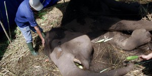 Indonésie : décès d'un éléphant de Sumatra, espèce rare, dans un zoo décrié