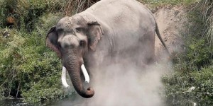 Indonésie : une vétérinaire meurt piétinée par l'éléphant qu'elle soignait