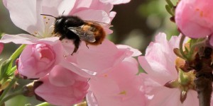 L'interdiction d'un pesticide tueur d'abeilles est remise en cause
