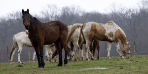 Orne : la SPA ouvre son premier refuge pour chevaux maltraités