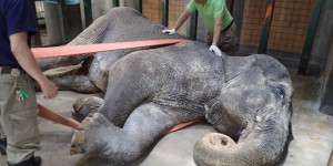 VIDEO. Le Japon pleure la mort de son plus vieil éléphant