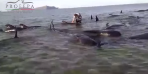 VIDEO. Mexique : 27 baleines s'échouent sur une plage, 3 survivent