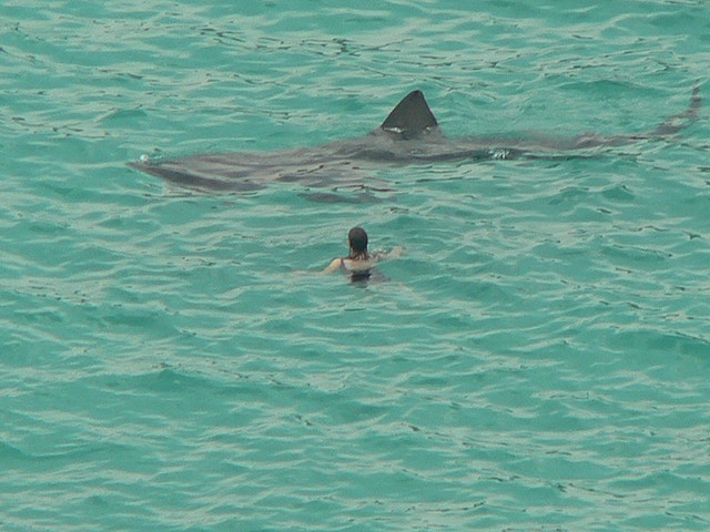 Bretagne : un nageur tamponné par un requin