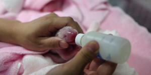 Chine : une mère panda accouche de jumelles