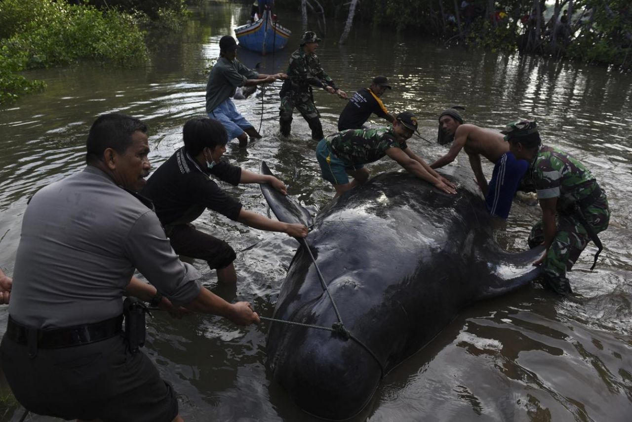 EN IMAGES. Echouage massif de baleines-pilotes en Indonésie