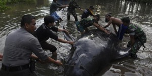 EN IMAGES. Echouage massif de baleines-pilotes en Indonésie