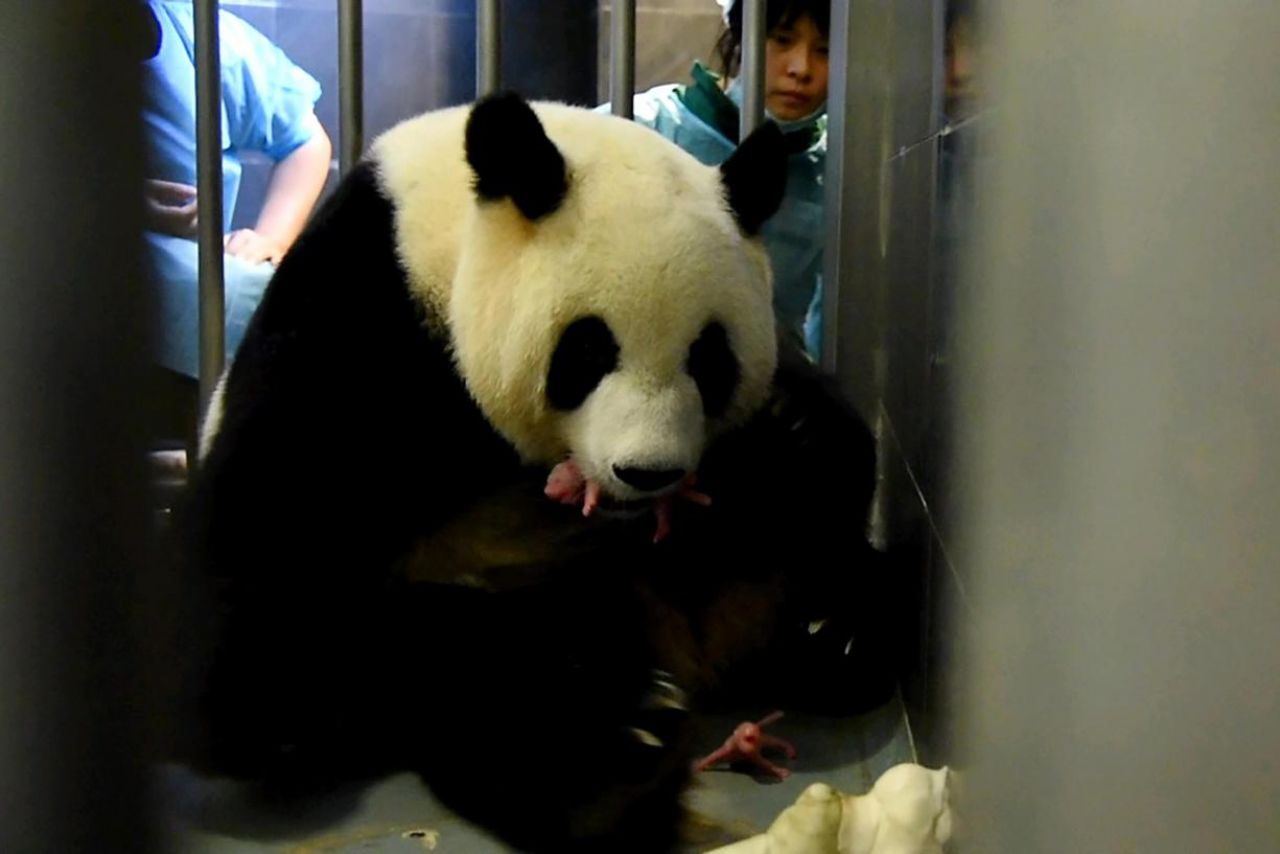 EN IMAGES. Naissance de deux pandas géants à Macao