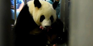 EN IMAGES. Naissance de deux pandas géants à Macao