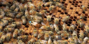Les insecticides tueurs d'abeilles interdits en 2018 avec dérogations