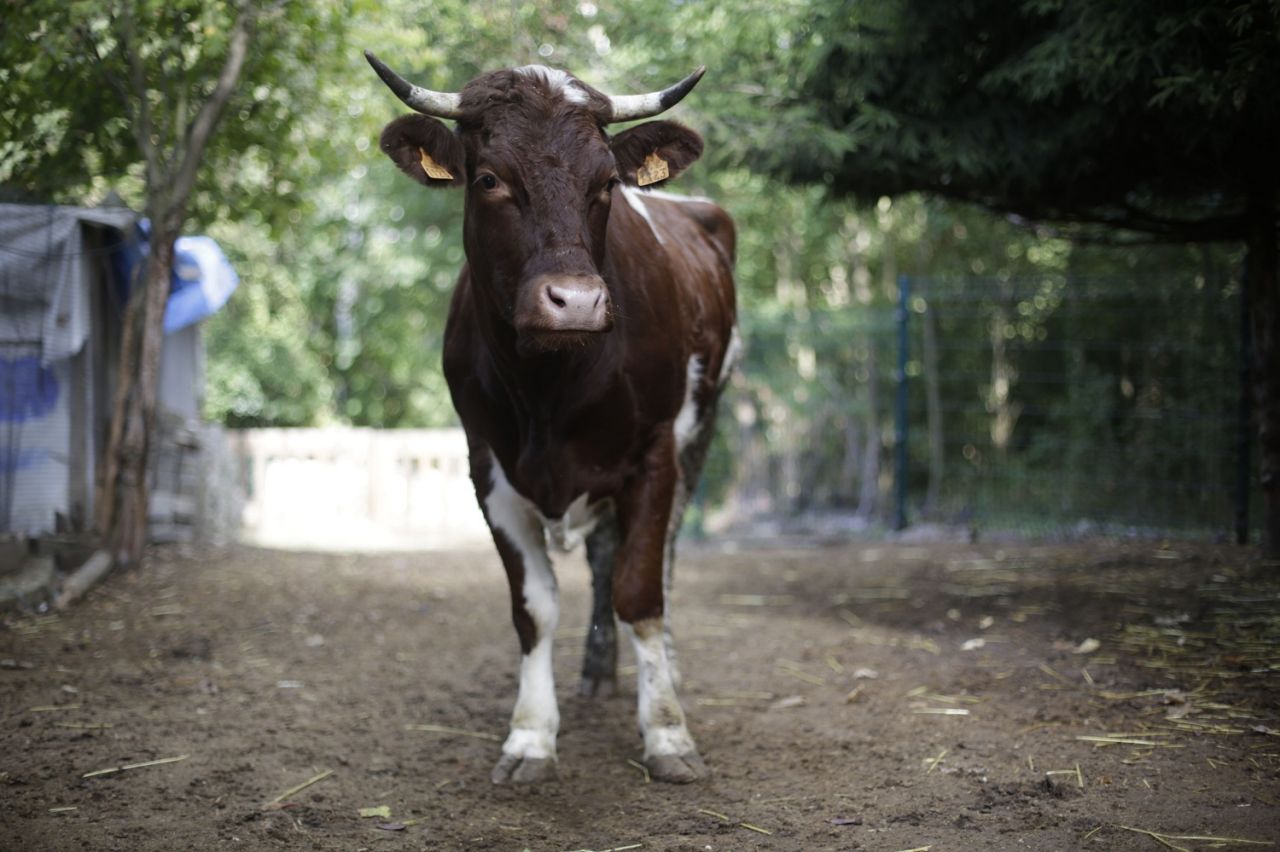 Intempéries : les vaches dépriment et produisent moins de lait